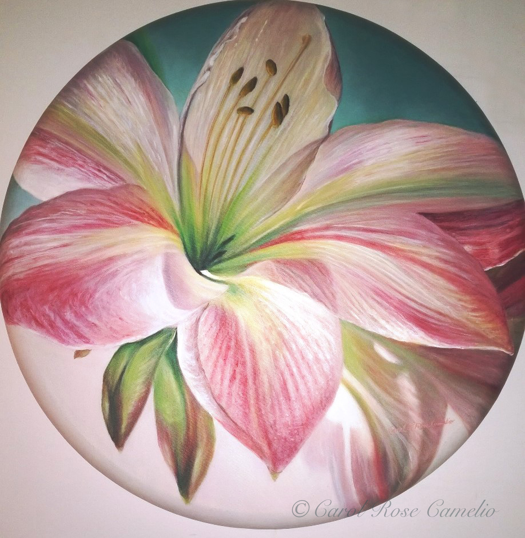 Amaryllis: A closeup of a bright pink amaryllis flower.