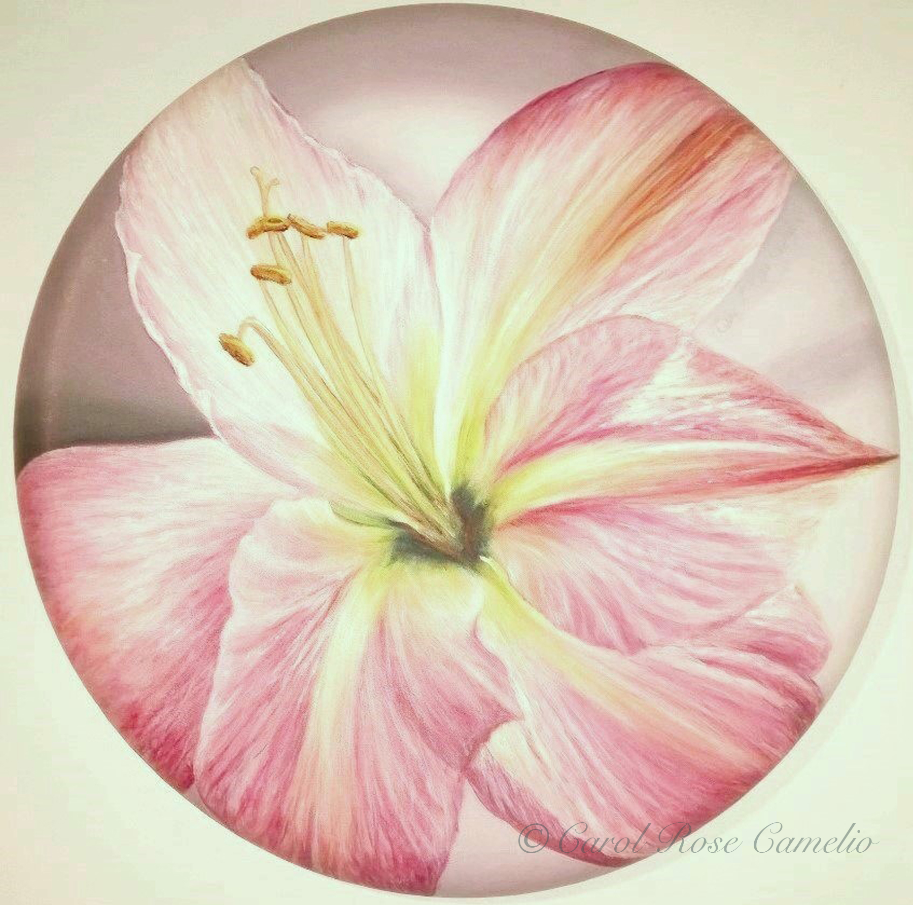 Amaryllis II: A closeup of a bright pink amaryllis flower.