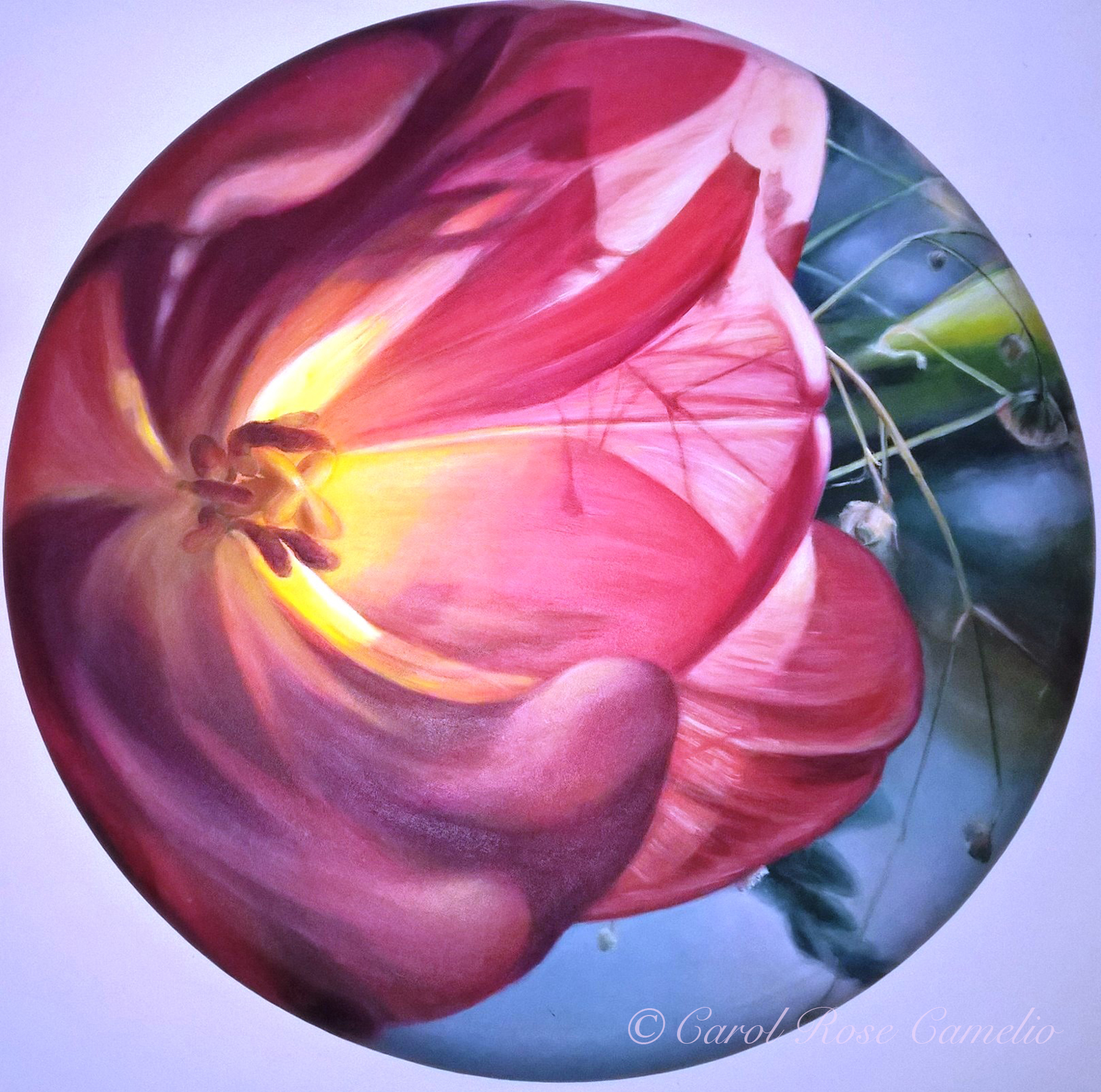 Bea's Tulip Basket: A closeup of a sunlit pink tulip among baby's breath flowers.