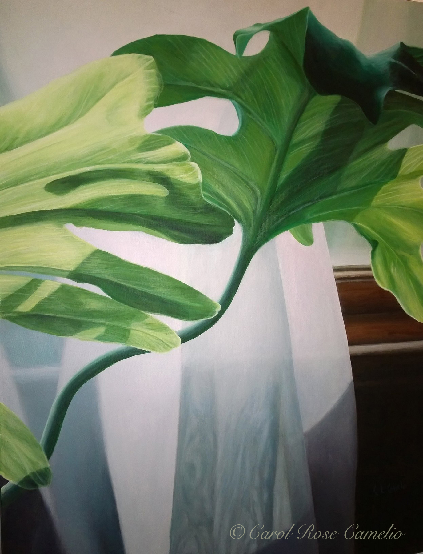 By the Window: Sunlight shines through sheer curtains, illuminating the leaves of a philodendron.