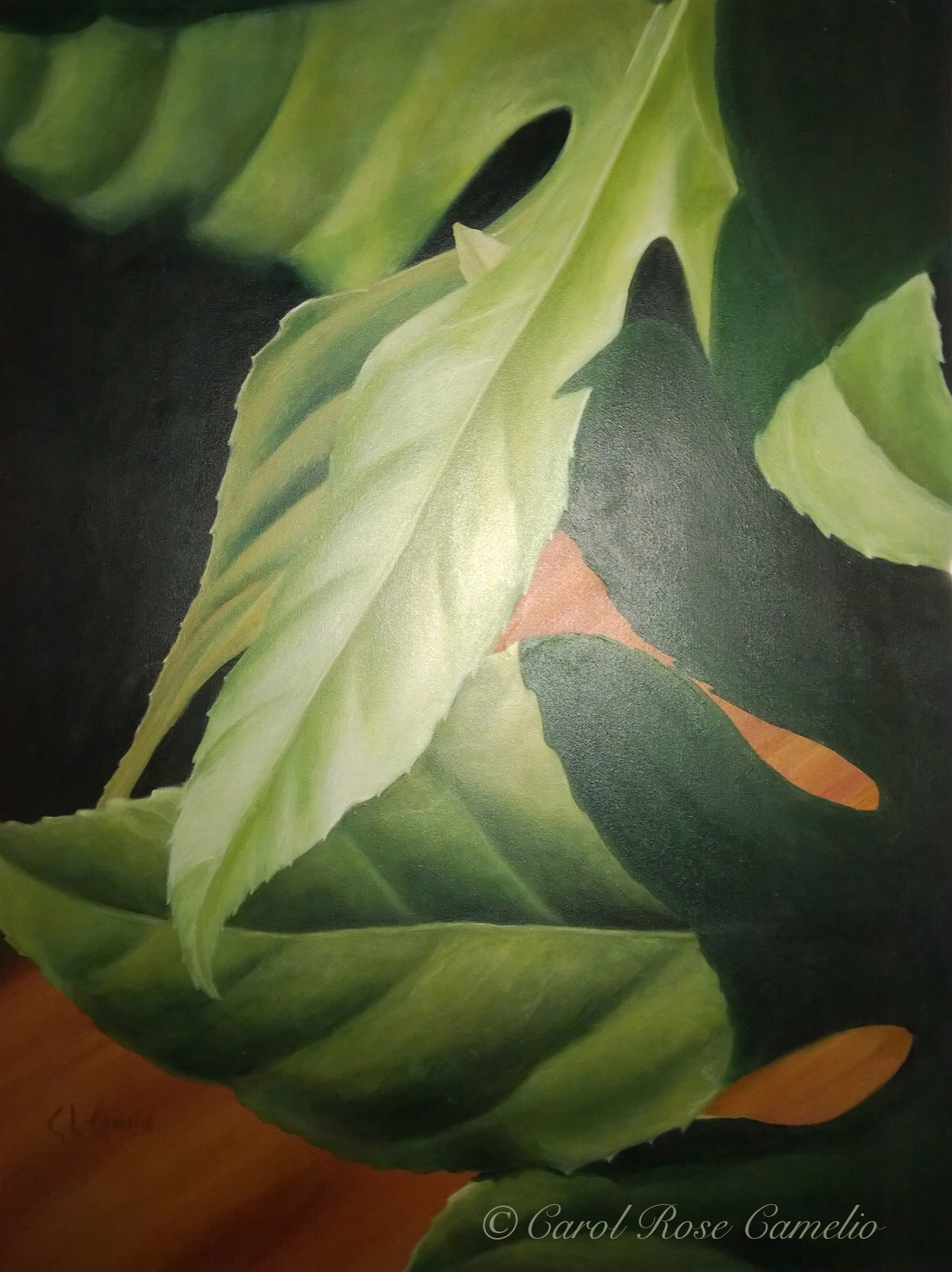 Fatsia II: A closeup of fatsia leaves with strong light and shadow.