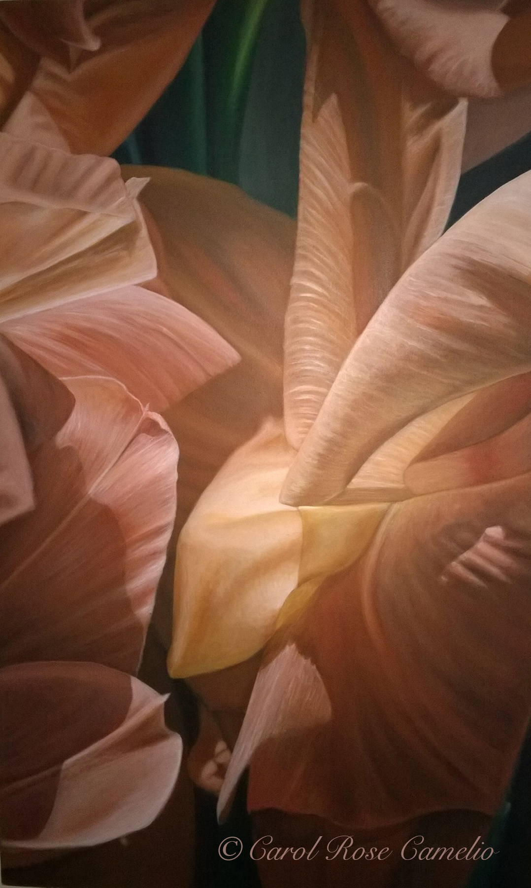 Gladiolus: A sunny closeup of peach-toned gladiolus petals.