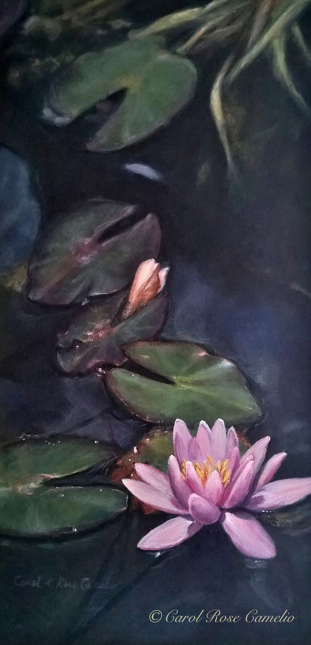 Lily: A water lily among lilypads on the surface of a dark pond.