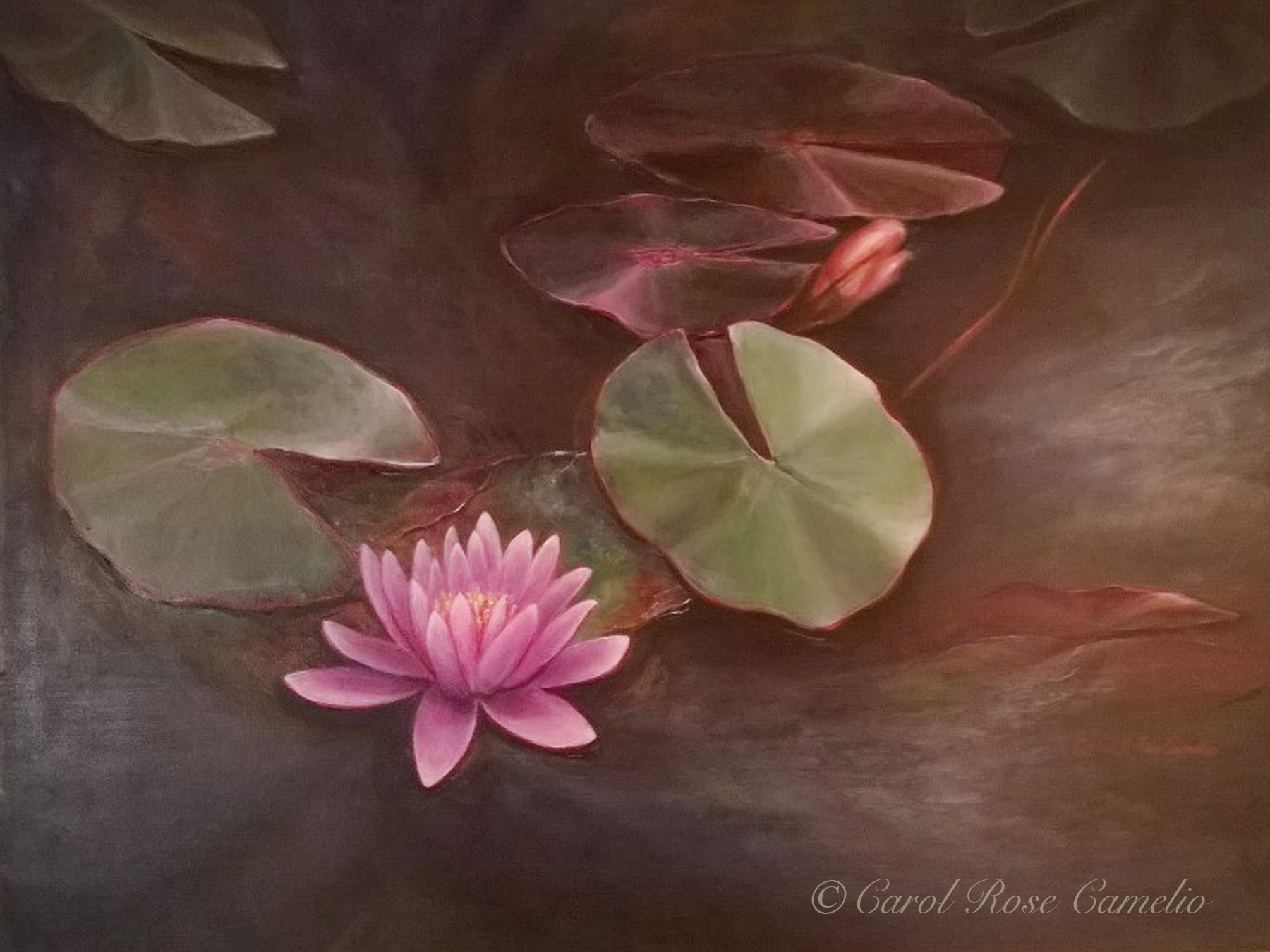 Lily Pond: A pink tint colors several lilypads and a water lily on the surface of a pond.