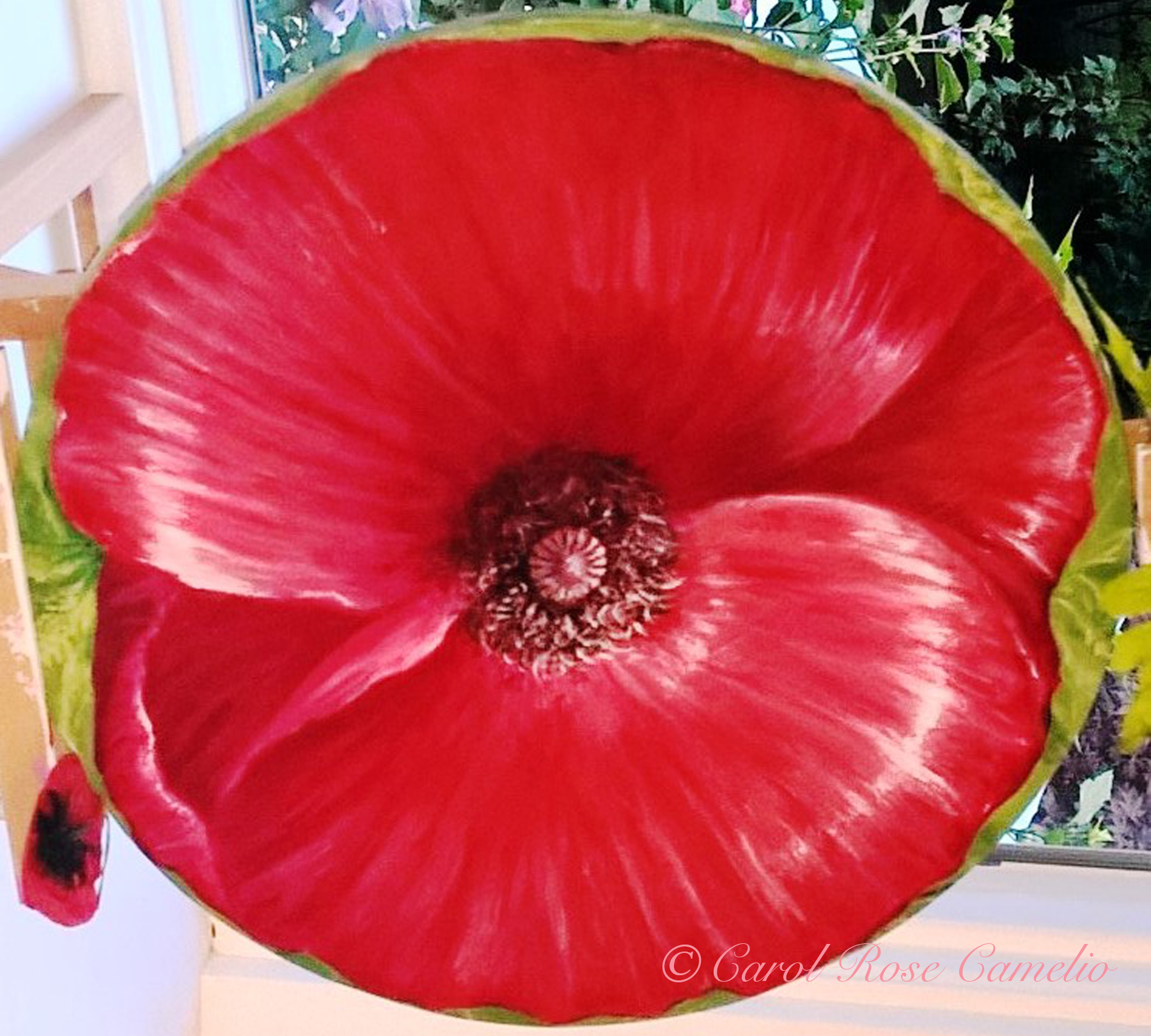 Poppy in Homage to Ralph Coolidge: A closeup of a bright red poppy flower.