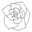 White rose