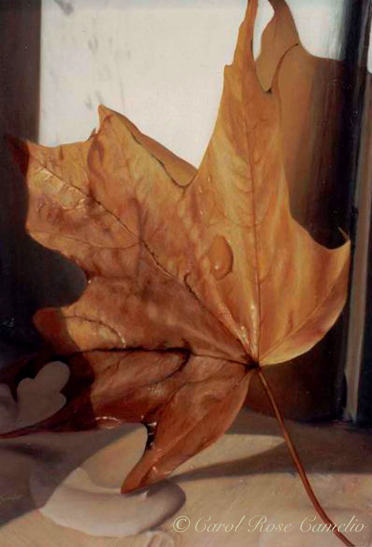 Transformation: A closeup of a fallen, dewy, orange-colored maple leaf resting against a windowsill.
